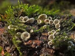 Attēlu rezultāti vaicājumam “Rimbachia neckerae”