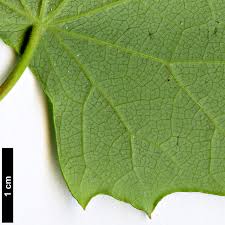 Attēlu rezultāti vaicājumam “Menispermum dauricum leaf”