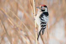 Attēlu rezultāti vaicājumam “Dendrocopos minor”