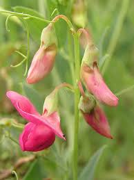 Attēlu rezultāti vaicājumam “Lathyrus tuberosus”