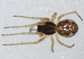 Attēlu rezultāti vaicājumam “Rabdophaga degeeri”