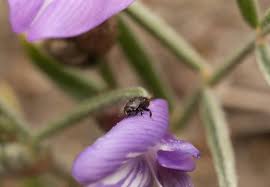 Attēlu rezultāti vaicājumam “Astragalus arenarius”