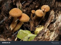 Attēlu rezultāti vaicājumam “Gymnopilus picreus”