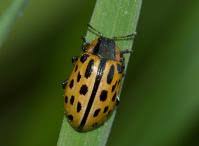 Attēlu rezultāti vaicājumam “Chrysomela vigintipunctata”