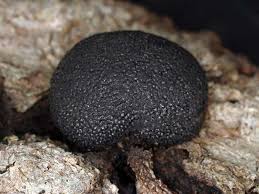 Attēlu rezultāti vaicājumam “Hypoxylon fragiforme / howeianum”