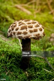 Attēlu rezultāti vaicājumam “Strobilomyces strobilaceus”