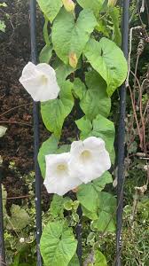 Attēlu rezultāti vaicājumam “Calystegia inflata flower”