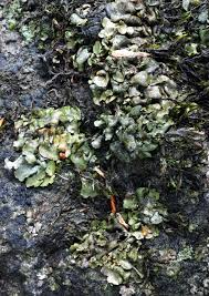 Attēlu rezultāti vaicājumam “Dermatocarpon luridum”