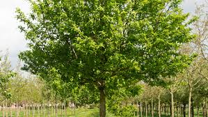 Attēlu rezultāti vaicājumam “Mespilus germanica”