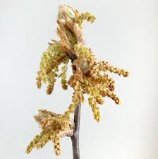 Attēlu rezultāti vaicājumam “Quercus rubra flower”