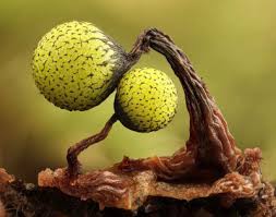 Attēlu rezultāti vaicājumam “Cribraria aurantiaca”