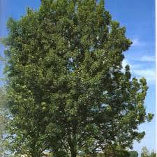 Attēlu rezultāti vaicājumam “Fraxinus excelsior Pendula”