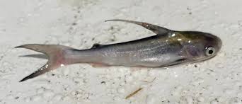 Image result for Bagre marinus