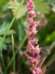 Attēlu rezultāti vaicājumam “Chenopodium polyspermum”