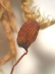 Attēlu rezultāti vaicājumam “Philonotis marchica”