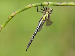 Attēlu rezultāti vaicājumam “Brachytron pratense”