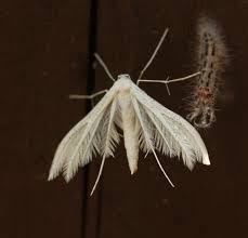 Attēlu rezultāti vaicājumam “Pterophorus pentadactyla”