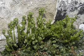 Attēlu rezultāti vaicājumam “Asplenium ruta-muraria”