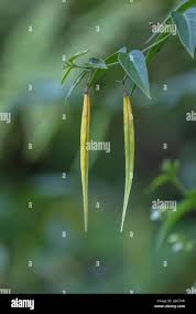 Attēlu rezultāti vaicājumam “Vincetoxicum hirundinaria fruit”