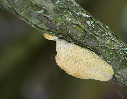 Attēlu rezultāti vaicājumam “Dichomitus campestris”