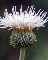 Attēlu rezultāti vaicājumam “Cirsium x rigens flower”