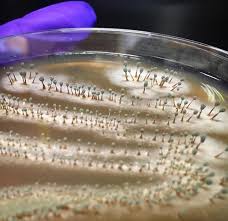 Attēlu rezultāti vaicājumam “Penicillium vulpinum”