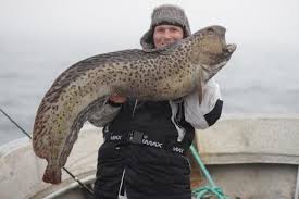 Image result for Anarhichas minor