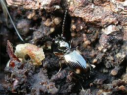 Attēlu rezultāti vaicājumam “Bembidion quadrimaculatum”