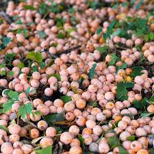 Attēlu rezultāti vaicājumam “Ginkgo biloba fruit”