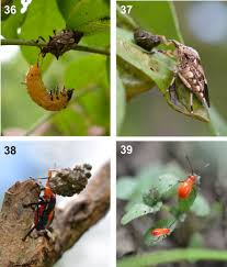 Attēlu rezultāti vaicājumam “Pentatomidae”