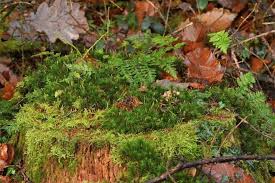 Attēlu rezultāti vaicājumam “Chaenotheca furfuracea”