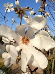Attēlu rezultāti vaicājumam “Magnolia x loebneri flower”