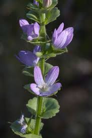 Attēlu rezultāti vaicājumam “Trioza dispar nymph”