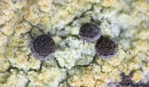 Attēlu rezultāti vaicājumam “Chaenotheca ferruginea”