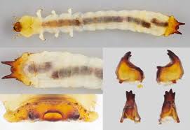 Attēlu rezultāti vaicājumam “Pyrochroidae larva”