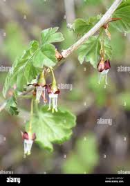Attēlu rezultāti vaicājumam “Ribes uva-crispa flower”
