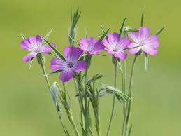 Image result for Agrostemma githago