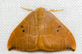 Attēlu rezultāti vaicājumam “Watsonalla binaria”