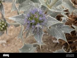 Attēlu rezultāti vaicājumam “Eryngium maritimum bud”