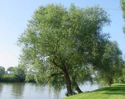 Attēlu rezultāti vaicājumam “Salix x fragilis”