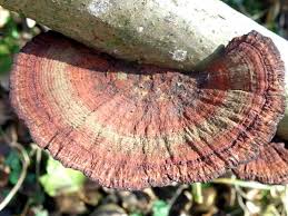 Attēlu rezultāti vaicājumam “Daedaleopsis confragosa”