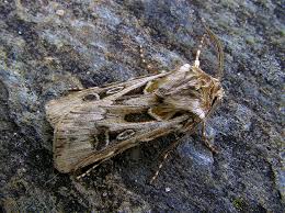 Attēlu rezultāti vaicājumam “Agrotis vestigialis”