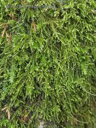 Attēlu rezultāti vaicājumam “Anomodon longifolius”