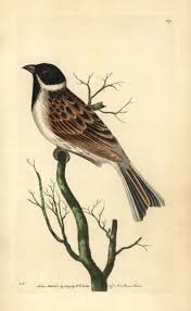 Attēlu rezultāti vaicājumam “Emberiza schoeniclus”