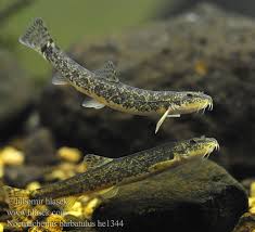 Attēlu rezultāti vaicājumam “Barbatula barbatula”