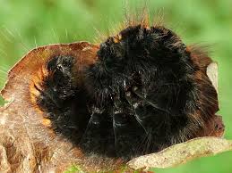 Attēlu rezultāti vaicājumam “Macrothylacia rubi”