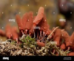 Attēlu rezultāti vaicājumam “Arcyria affinis stalked”