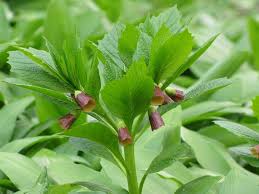 Attēlu rezultāti vaicājumam “Scopolia carniolica flower”