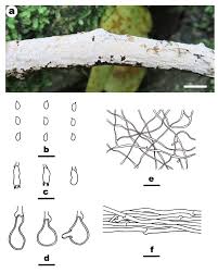 Attēlu rezultāti vaicājumam “Athelia pyriformis”