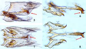 Attēlu rezultāti vaicājumam “Diurnea lipsiella male”